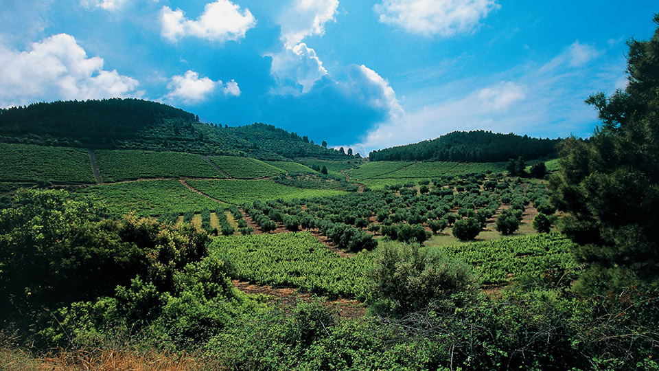 DomainePortoCarras04