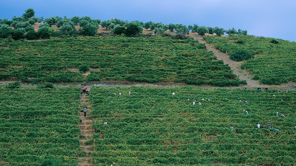 DomainePortoCarras09