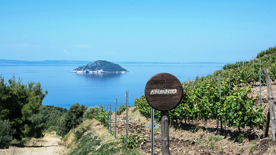 DomainePortoCarras13