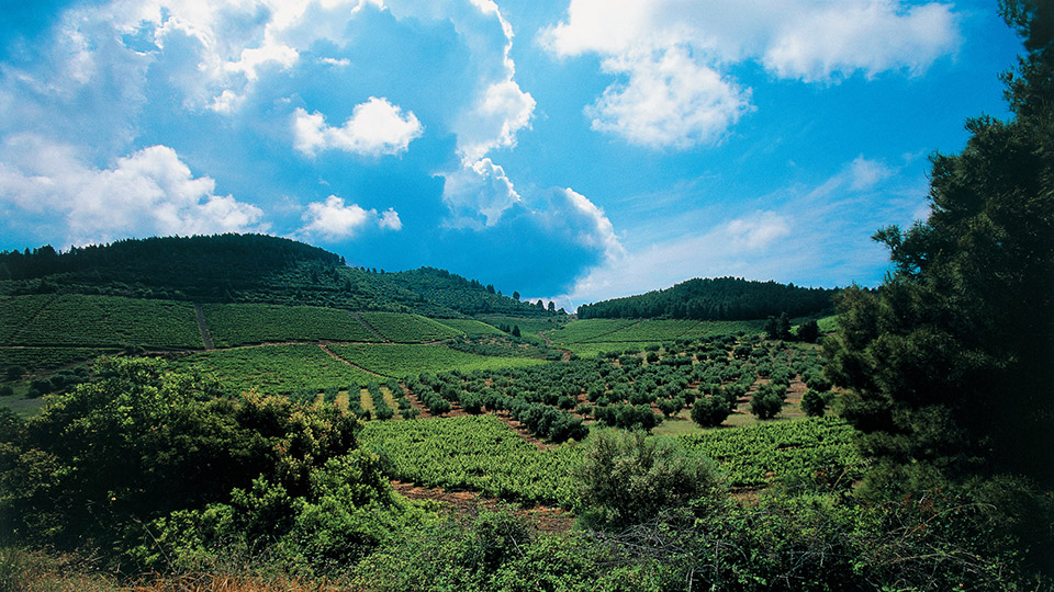DomainePortoCarras15