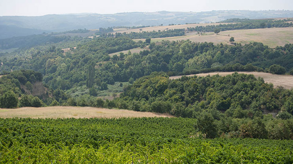 PieriaEratini05