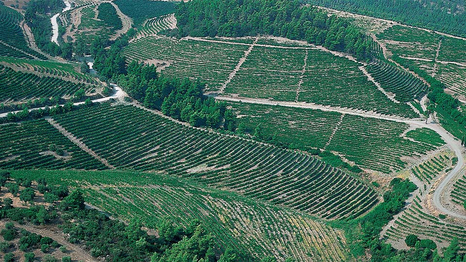 VINEYARD 1