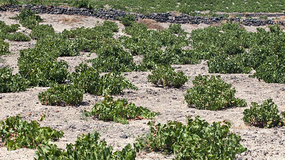 santorini vineyard